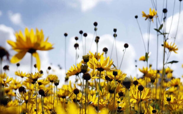 Golden blossoms stretch across a field, silhouetted against a bright, cloud-dotted sky