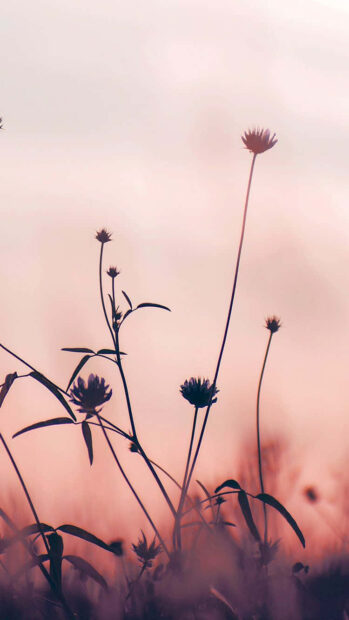 Slender wildflowers and grasses stand silhouetted against a soft, gradient sky, transitioning from delicate pink to a lighter horizon