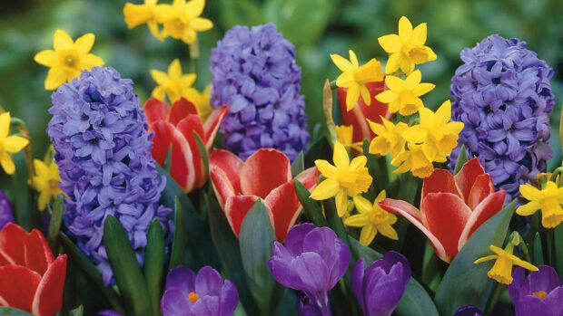 Hyacinths, tulips, and daffodils bloom vibrantly in a diverse garden bed