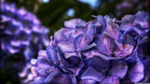 Hydrangeas display vibrant purple petals against a soft-focused green background, filling the frame