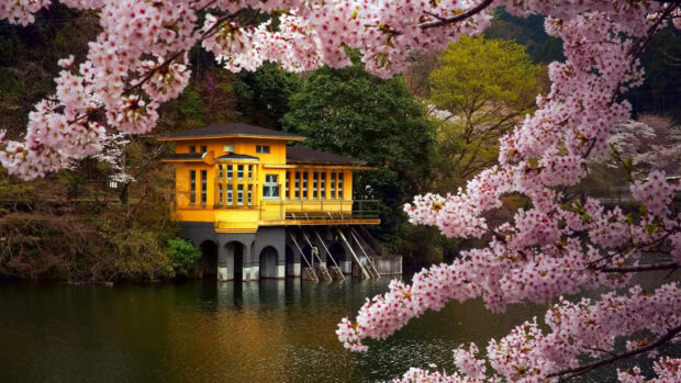 A vibrant yellow house stands on stilts over a tranquil lake, framed by delicate pink cherry blossoms in full bloom, presented in Full HD