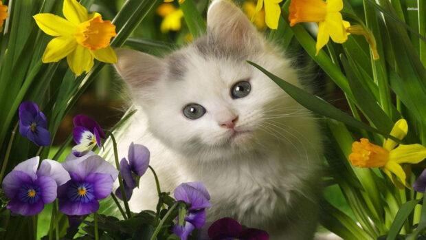 A fluffy white kitten peeks from vibrant yellow daffodils and purple pansies, gazing forward with curious blue eyes