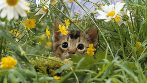 Tiny tabby kitten peeks through lush green foliage and blossoming white daisies