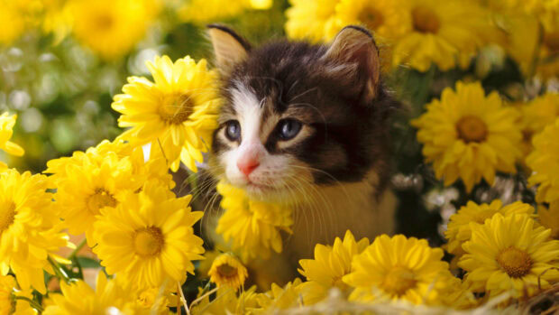 Small calico kitten sits nestled among a dense field of bright yellow blooms