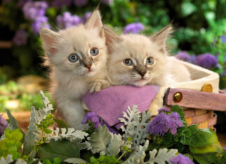 Two fluffy kittens with blue eyes peer from a woven basket, nestled among lush green and purple foliage