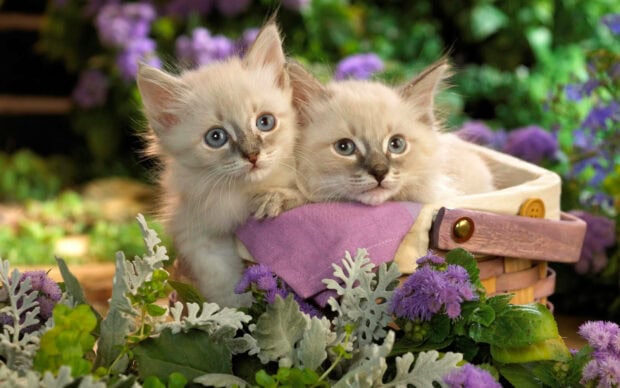 Two fluffy kittens with blue eyes peer from a woven basket, nestled among lush green and purple foliage