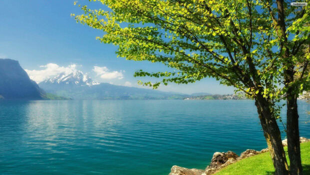 Alpine lake shimmers, reflecting blue sky, as a vibrant green tree frames snow-capped peaks