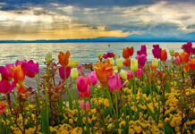 Colorful tulips and mixed blooms flourish beside a tranquil lake, with mountains silhouetted against a dramatic sky