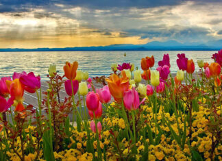 Colorful tulips and mixed blooms flourish beside a tranquil lake, with mountains silhouetted against a dramatic sky