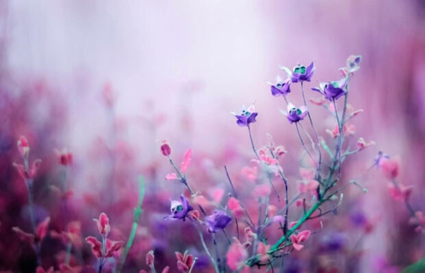 Delicate purple blossoms emerge from slender stems amidst a soft, ethereal background