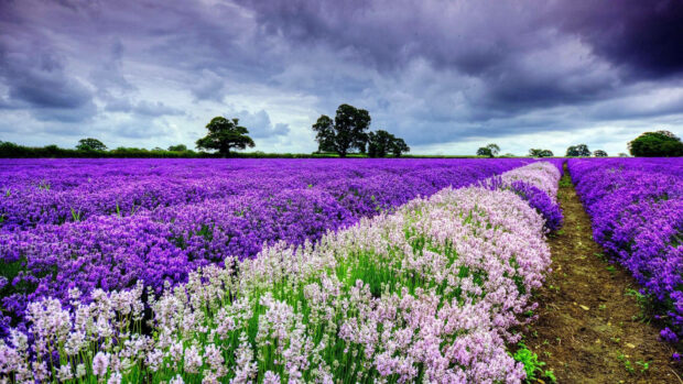 Lavender rows stretch across a field, displaying vibrant purple and soft white flowers under a dramatic cloudy sky