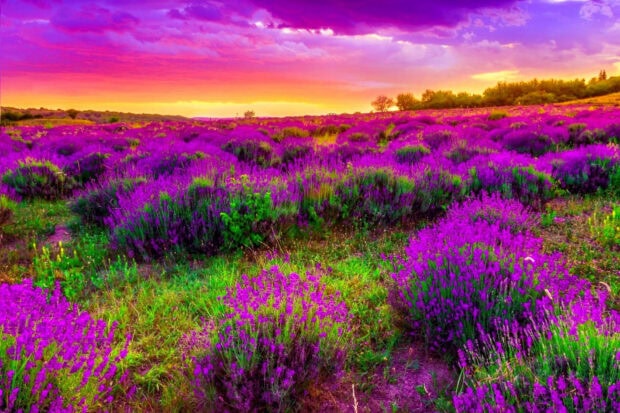 Lavender plants stretch across a field, their purple blossoms contrasting with a vibrant orange and magenta sky