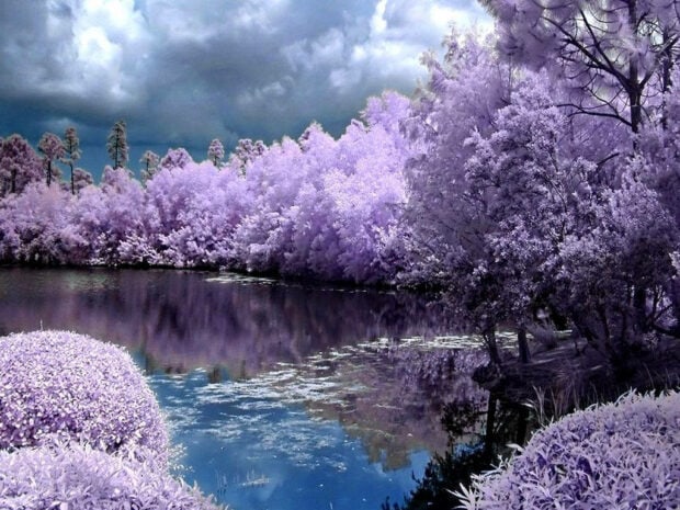 Lavender-hued trees line a still lake, their reflections mirroring under a dramatic cloudy sky