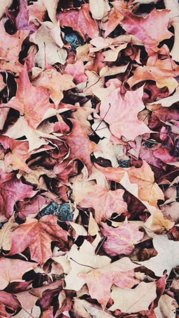 Deciduous leaves form a dense layer on the earth, presenting muted shades of rose and cream, with subtle hints of blue beneath