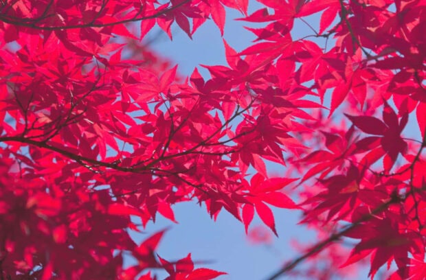 Bright crimson leaves fill the frame, extending from tree branches and creating a vivid contrast against a clear blue sky
