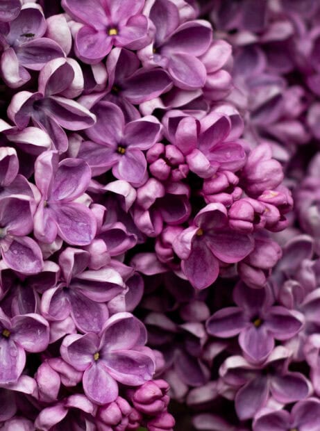 Dense clusters of purple lilac blooms fill the entire frame, showing individual petals textured with tiny water droplets