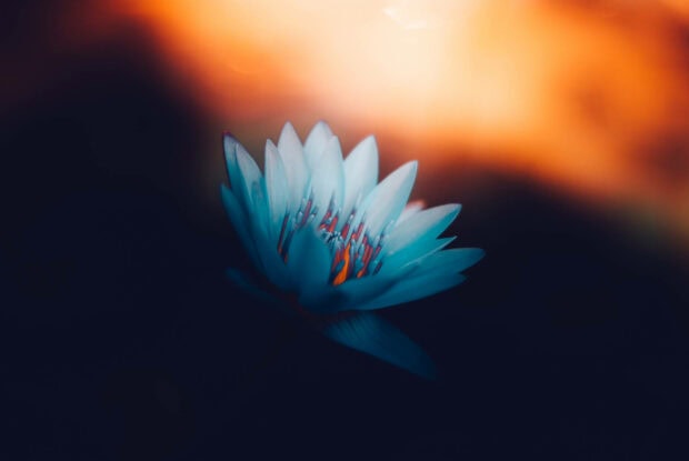 A solitary lotus flower with pale petals and red stamens emerges from darkness, highlighted by a soft orange glow