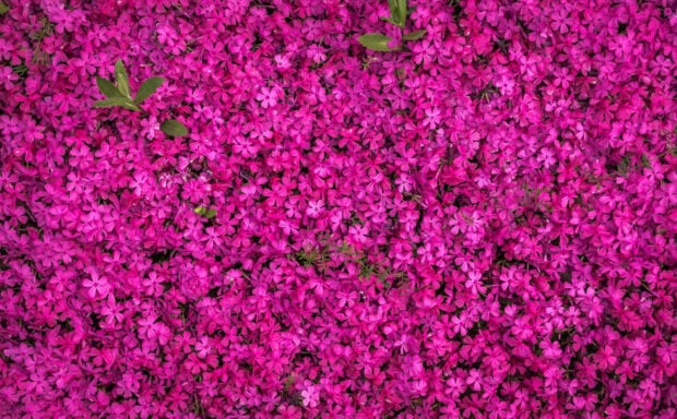 A dense carpet of countless small, vibrant magenta flowers covers the ground, with a few green leaves peeking through