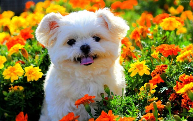 A fluffy white Maltese dog smiles, sitting amidst a vibrant field of orange and yellow marigolds, panting happily