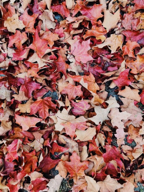Various maple leaves blanket the ground, exhibiting a spectrum of warm tones from deep red to soft beige, hinting at the changing season