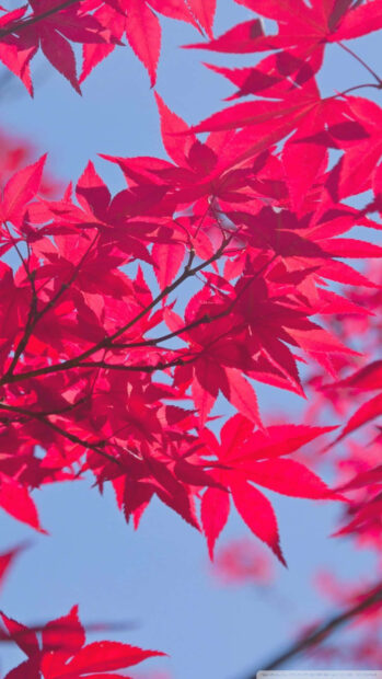 Crimson leaves glow against a clear azure sky