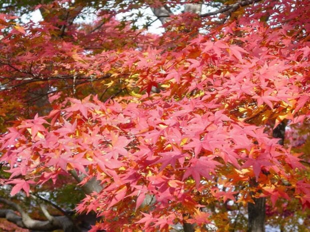 Maple tree branches display a dense canopy of brilliant red and orange leaves, catching sunlight