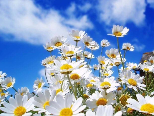 White marguerites stand tall, their petals fanned against a brilliant cloudy sky