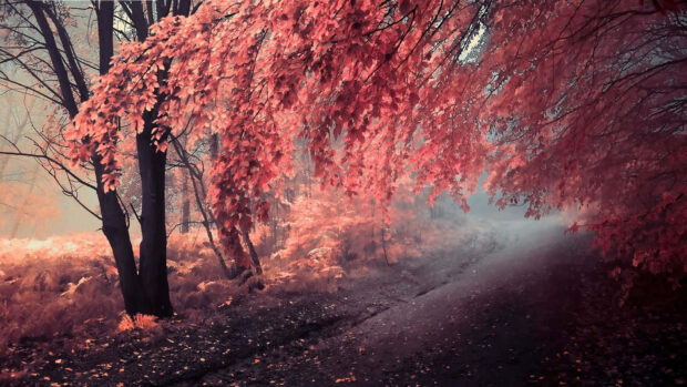 A winding forest path disappears into a soft mist, lined by trees with drooping branches full of vivid reddish-orange leaves, creating an ethereal atmosphere