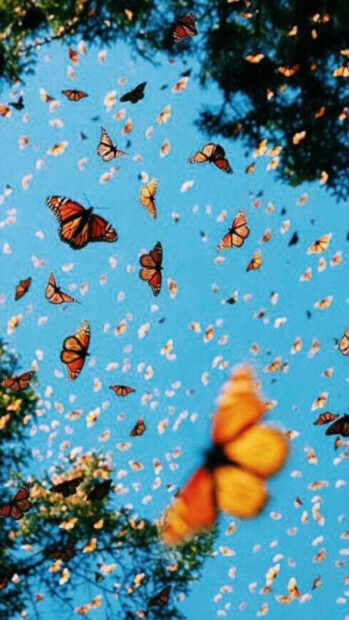 Monarch butterflies flutter across a bright blue sky, tree branches frame the vibrant aerial display, one butterfly blurs in the foreground