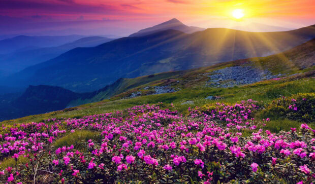 Rhododendron flowers blanket a mountain slope, bathed in the warm glow of a setting sun over distant peaks