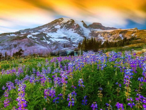 Snow-capped mountain stands tall above a vast field of purple lupines blooming under a dramatic, colorful sky