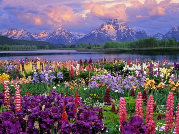 A vibrant meadow displays diverse blooms, a serene lake reflects the sky, and towering mountains stand majestically under a dramatic cloudscape
