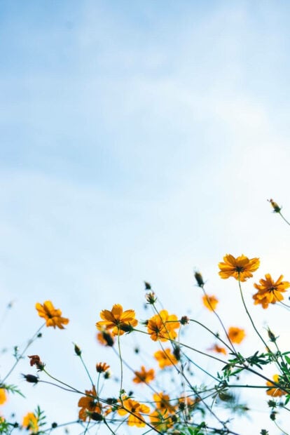 Bright orange cosmos flowers lean and sway at the bottom of the frame under a wide expanse of light blue sky with faint clouds