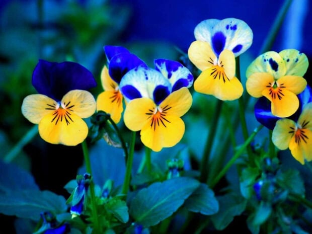Several pansy flowers display vibrant yellow and deep blue petals against a subtly blurred dark blue-green background