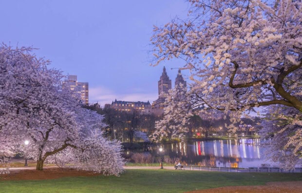 Cherry trees bloom along a park pathway, city skyline reflects on a tranquil lake at dusk, two figures sit on a bench