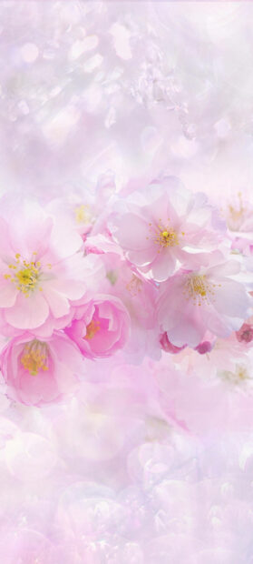 Delicate pink cherry blossoms cluster together, appearing soft and ethereal against a dreamy, light-filled bokeh background