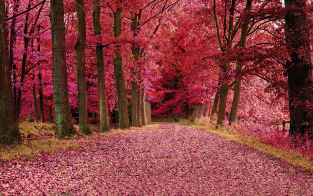 Forest path winds through trees displaying brilliant crimson foliage, leaves covering the ground