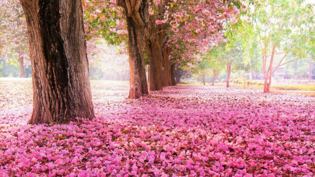 Blossom trees line a path, their pink petals carpeting the ground in a vibrant display
