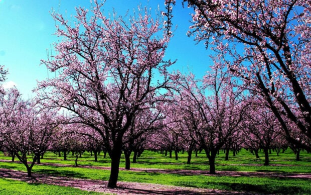 Rows of trees burst with vibrant pink blossoms, creating an expansive orchard under a clear blue sky