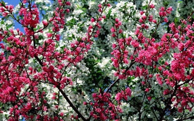 Bright pink blossoms contrast sharply against a backdrop of soft white blooms on tree branches