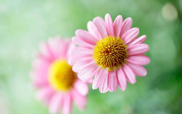 Two pink daisies bloom with bright yellow centers, the foreground flower sharply focused against a soft green background