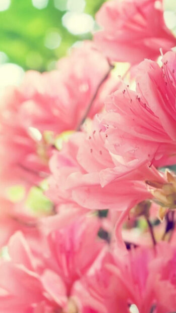 Pink rhododendron petals cluster together, creating a soft focus foreground against a blurred green backdrop
