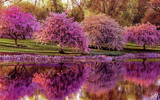 Flowering trees bloom intensely, reflecting in calm water, lining a grassy bank