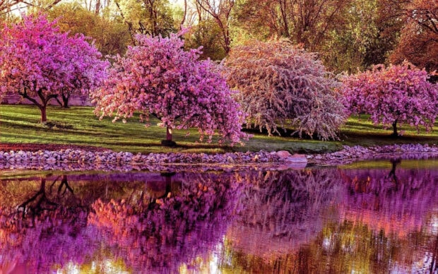 Pink blooming trees reflect perfectly in a serene pond under a bright sky