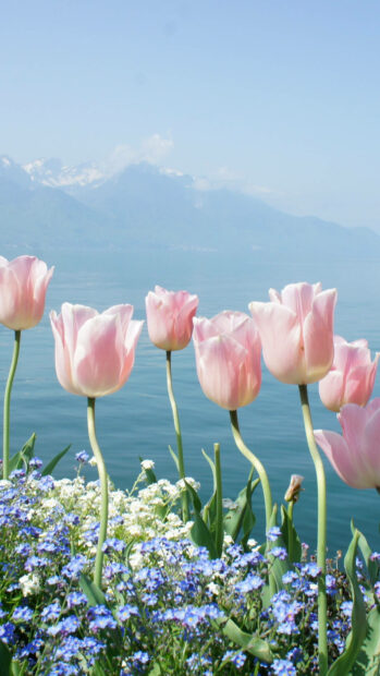 Pale pink tulips and small blue flowers flourish in the foreground, overlooking a tranquil lake with distant mountains under a clear sky