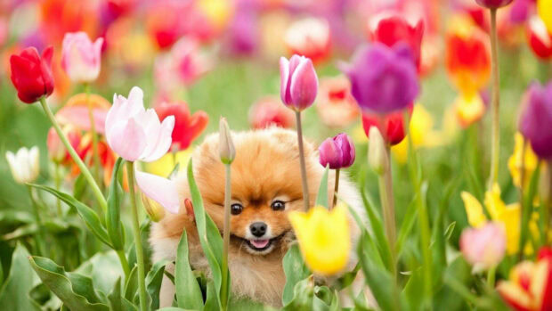 A fluffy Pomeranian dog peeks through a vibrant field of multicolored tulips, smiling brightly