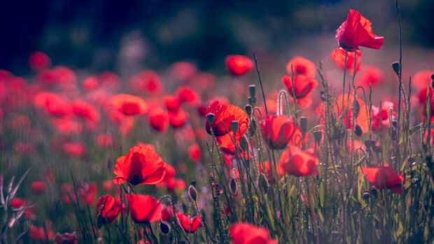 Red poppies bloom vibrantly across a sun-drenched meadow