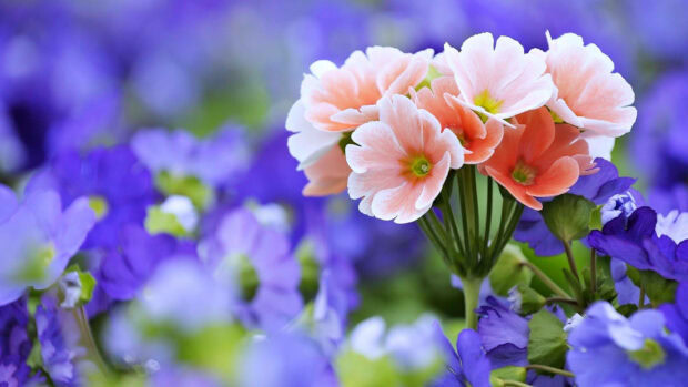 Delicate pink primrose blossoms emerge brightly, surrounded by a soft blur of purple flowers
