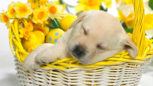 Puppy peacefully sleeps nestled among vibrant yellow daffodils and decorative eggs within a cozy wicker basket