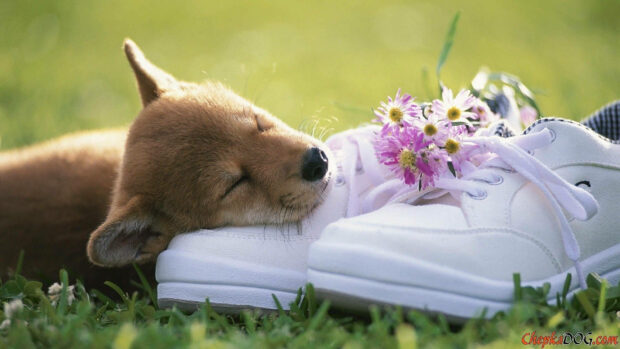 Tiny puppy sleeps soundly, head resting on white athletic shoes adorned with fresh blossoms